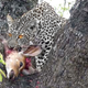 Image for article titled Most Complete Snow Leopard Compatibility List Yet
